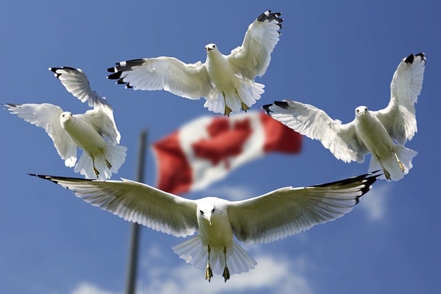 Four seagulls soaring in front of a blurred Canadian flag on a clear blue sky, symbolizing freedom and immigration to Canada.