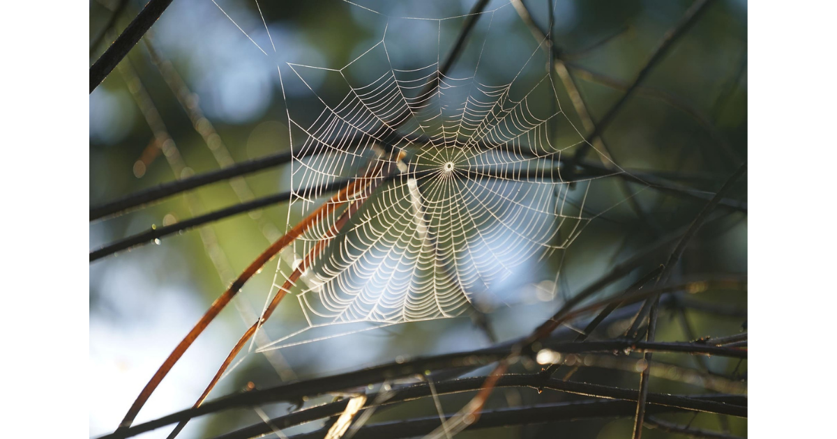 Orb spiderweb spun tightly among branches representing an intricate marital status study permit application trap.
